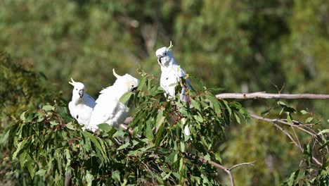 three white cockatoos in an eucalyptus tree