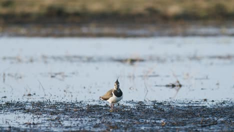 Kiebitz-Vogelfütterung-Während-Des-Frühlingsmorgens-überschwemmte-Wiese