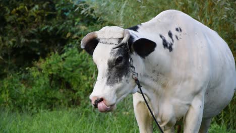 close up of white bull in garden