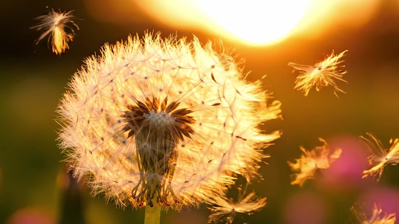 Een prachtige paardenbloembloem die gloeit in het warme licht van de zonsondergang, en de essentie van de eenvoudige schoonheid en sereniteit van de natuur in de late namiddag vastlegt.