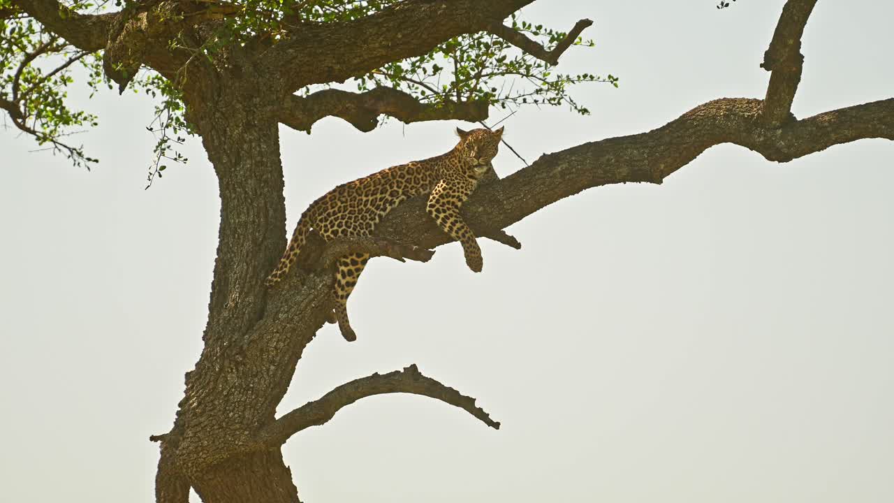 Leopard in Africa, Beautiful Masai Mara Wildlife Animals, Lying on a Branch Up Resting Up an Acacia Tree on Maasai Mara African Safari in Maasai Mara National Reserve, Kenya, Africa