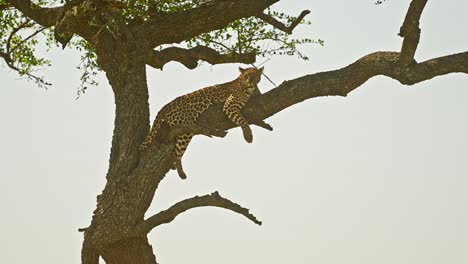 leopard in africa, beautiful masai mara wildlife animals, lying on a branch up resting up an acacia tree on maasai mara african safari in maasai mara national reserve, kenya, africa