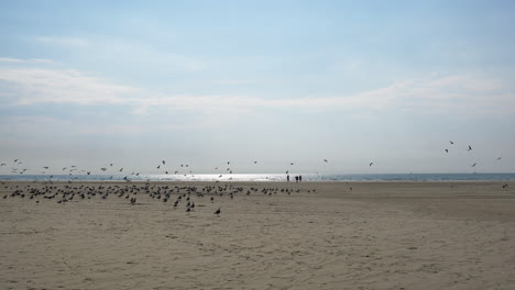 Migración-De-Aves---Bandada-De-Aves-Migratorias-Que-Vuelan-Y-Descansan-En-La-Orilla-Arenosa-De-La-Playa-De-Ijmuiden-Durante-La-Temporada-De-Migración-En-Los-Países-Bajos