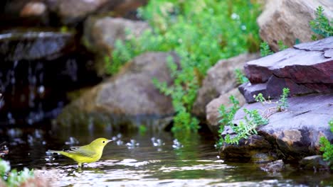 Ein-Gelber-Waldsänger,-Der-Beim-Baden-In-Einem-Flachen-Bach-Planscht---Zeitlupe