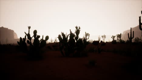 sunset view of the arizona desert with saguaro cacti and mountains