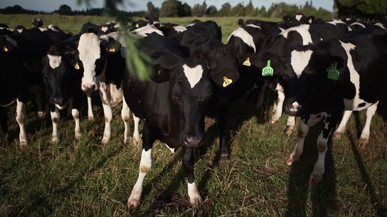 Manada de vacas lecheras pastando en un campo
