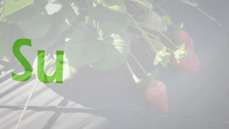 animating sustainable farming over strawberries growing in garden