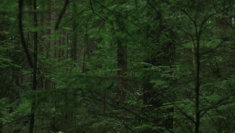 vancouver british columbia forest