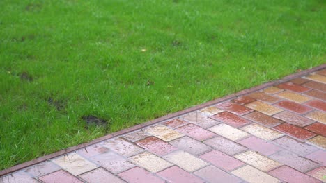 grass and paving stone on a rainy day