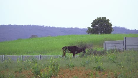 A-black-domestic-Indian-cow-grazing-in-a-mustard-farm-field-in-rural-india-with-a-hilly-overcast-landscape