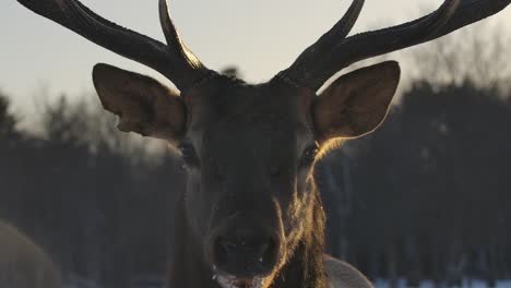 elk deer and herd surviving the cold winter in cinematic slow motion