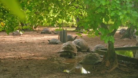 Plano-General-De-Un-Grupo-De-Tortugas-Centenarias-Descansando-En-Un-Terreno-Sombreado.