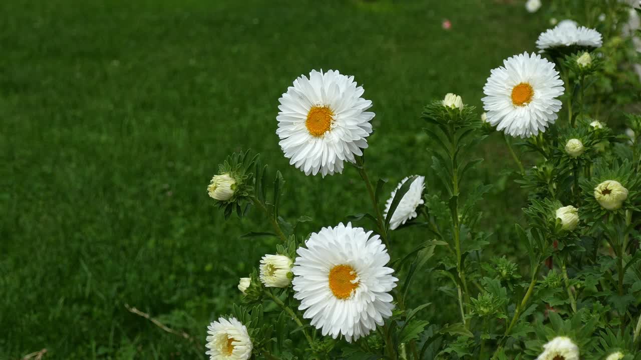 봄의 바람에 불어오는  사탕수수 - 초록색 초원 배경