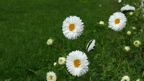 margaritas blancas sopladas por la brisa de primavera - fondo de prado verde