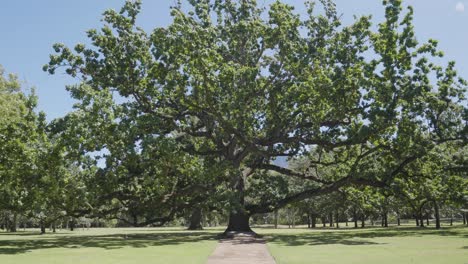 a huge tree with wide branches in one of cape town national parks