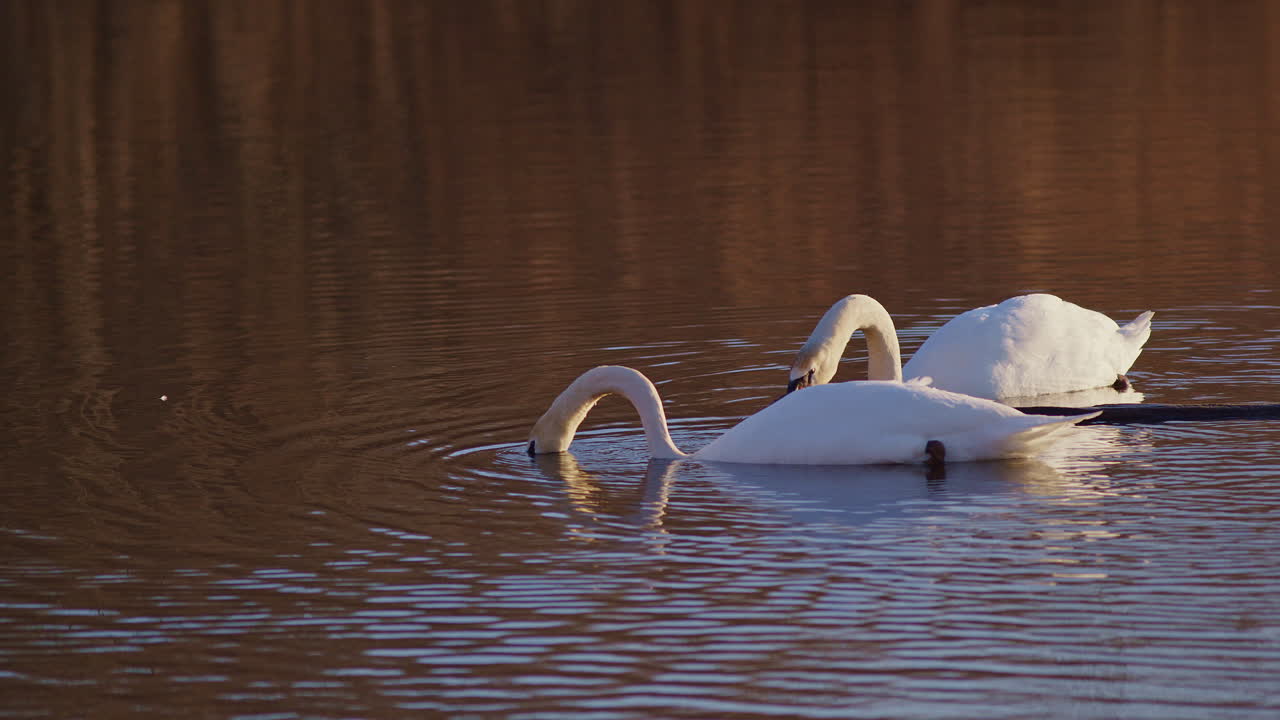 Swans filmed in super slow motion as they engage in mating displays at dawn.