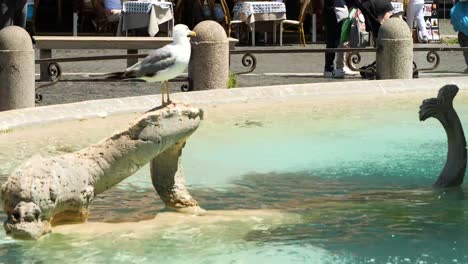 Seagull-resting-in-the-Fountain-of-the-Four-Rivers,-Rome,-Italy