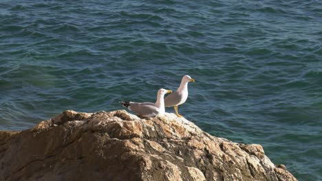 two seagulls talking together on rock with blue waves background, mediterranean