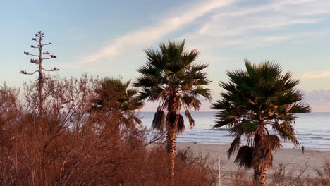 Nature-environment-of-palm-trees-with-coconuts-and-blue-sky-Exotic-Tropical-landscape-with-some-waves-crashing-in-background