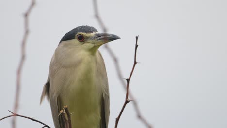 closeup of black crowned night heron on tree in rain