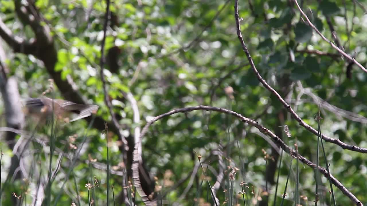 동부 킹버드 (eastern kingbird) 가 날아가서 초록색 숲의 가지로 돌아갑니다.