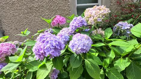 vibrant hydrangeas against a textured wall backdrop