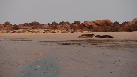 Colony-of-wild-seals-sleeping-on-sandy-coast-and-enjoy-golden-sunset,-static-view