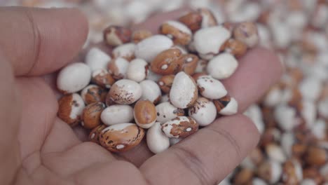 Handful of Beans