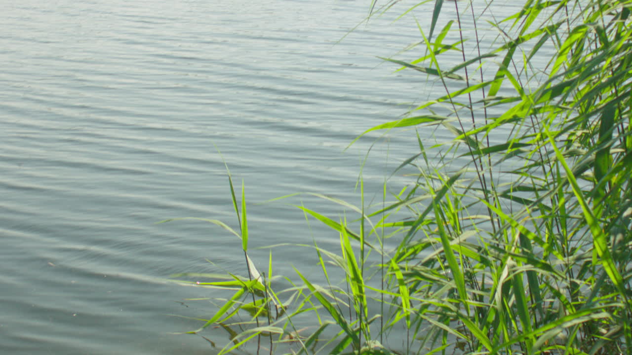 네덜란드, 유럽의 강에서 아름답고 조용하고 편안한 물