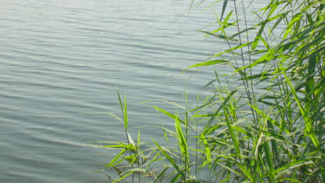 hermosas aguas tranquilas y relajantes en el río en los países bajos, europa