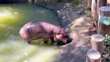 hipopótamo pigmeo explorando su recinto en chonburi