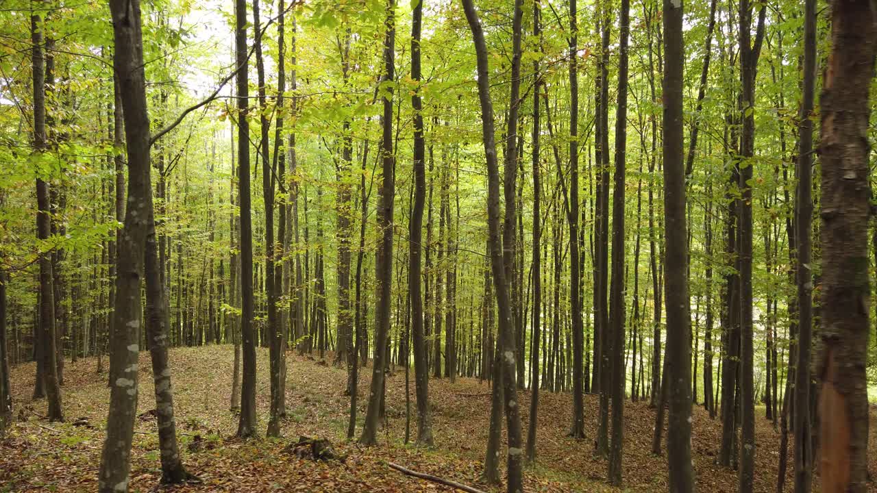 Bella passeggiata nel bosco autunnale, scena rurale in autunno
