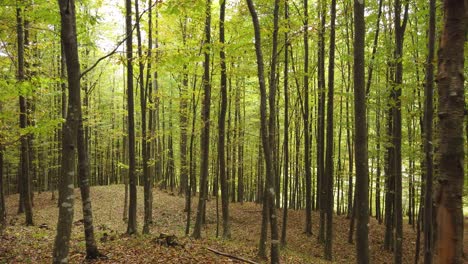 hermoso paseo por el bosque de otoño, escena rural en temporada de otoño