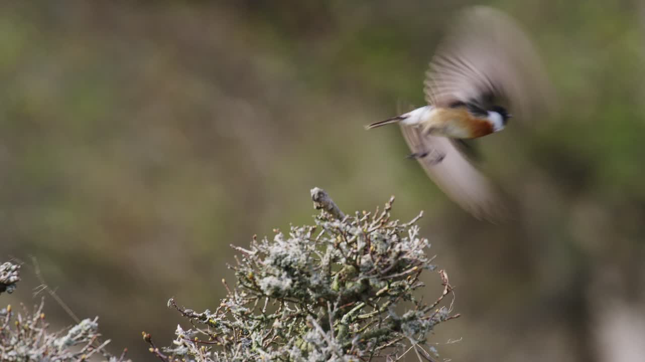 pequeño pájaro posado en una rama