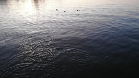 reflection of sunlight and ripples on the water from the birds