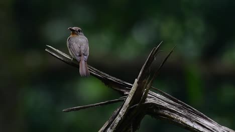 Seen-from-its-back-facing-to-the-left-with-food-in-its-mouth-to-feed-its-nestlings,-Hill-Blue-Flycatcher-Cyornis-whitei,-Thailand