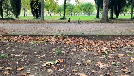 pareja de patos en un jardín donde hay una zona con árboles y una acera de adoquines continúa, los patos caminan a lo largo de ella, hay hojas en el suelo, agitan sus alas de vez en cuando