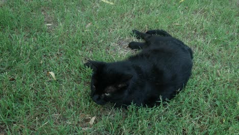 fat black cat in the grass