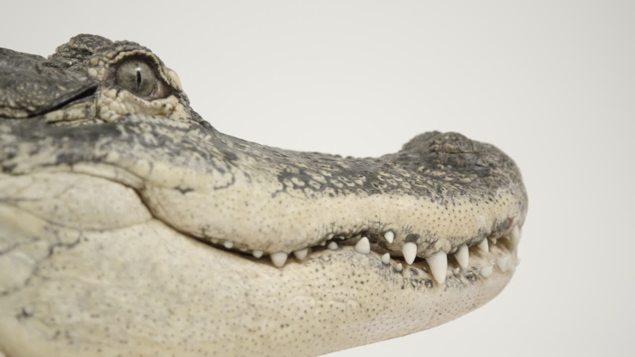 cocodrilo americano mirando al fondo blanco