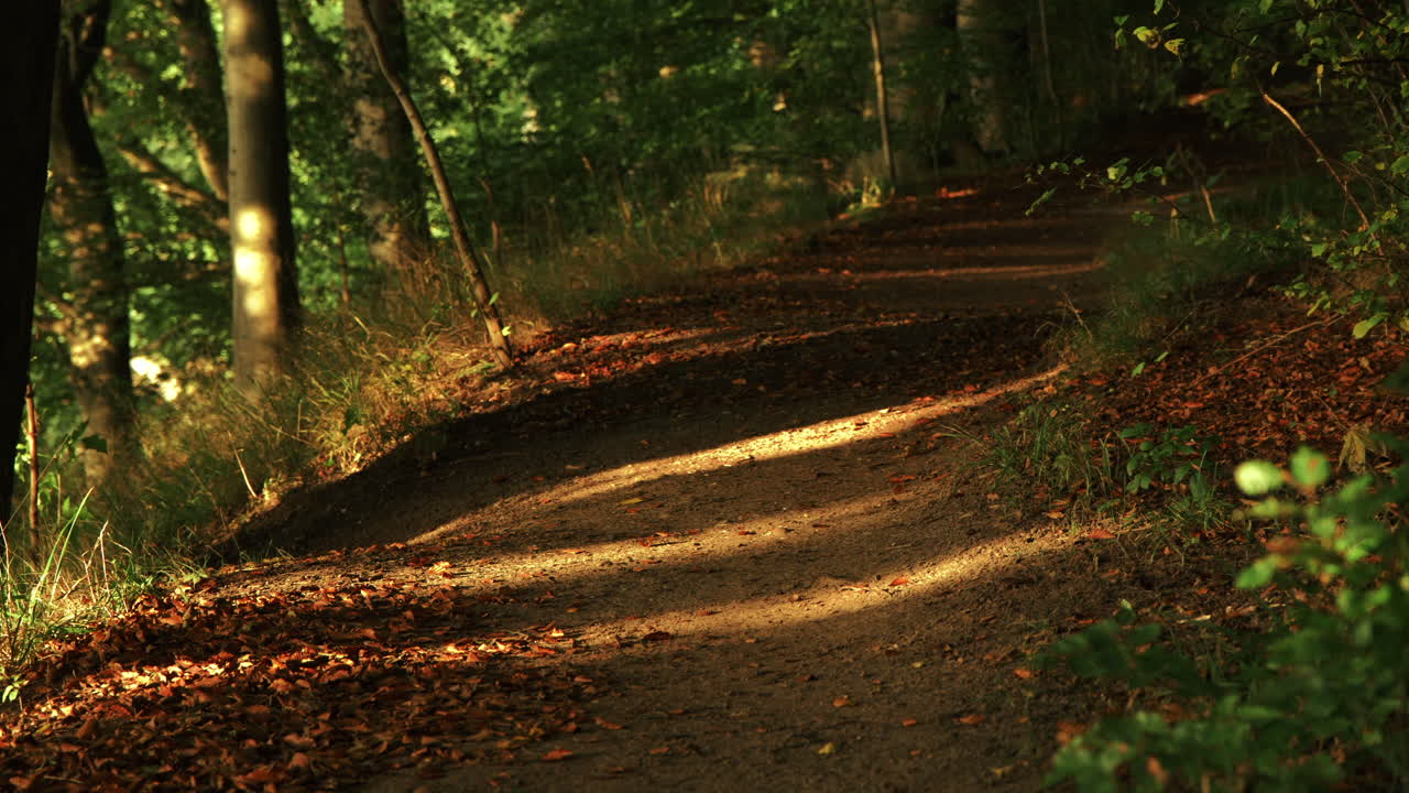 camino forestal golpeado por el sol de la mañana