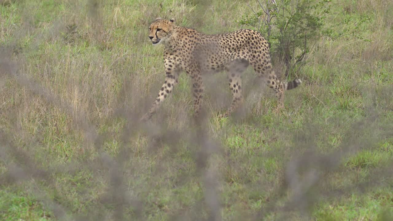 siguiendo a una hembra de guepardo caminando con precaución, densa acacia en primer plano, kruger, sudáfrica, acinonyx jubatus jubatus
