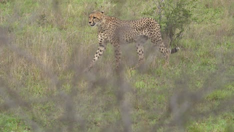 Verfolgung-Eines-Vorsichtigen-Gepardenweibchens,-Dichte-Akazie-Im-Vordergrund,-Kruger,-Südafrika,-Acinonyx-Jubatus-Jubatus