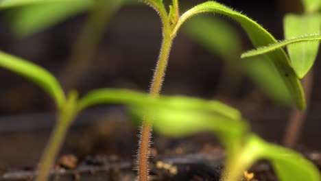 tomato sprout setting first set of true leaves between cotyledons, growing in cell pack between other seedlings