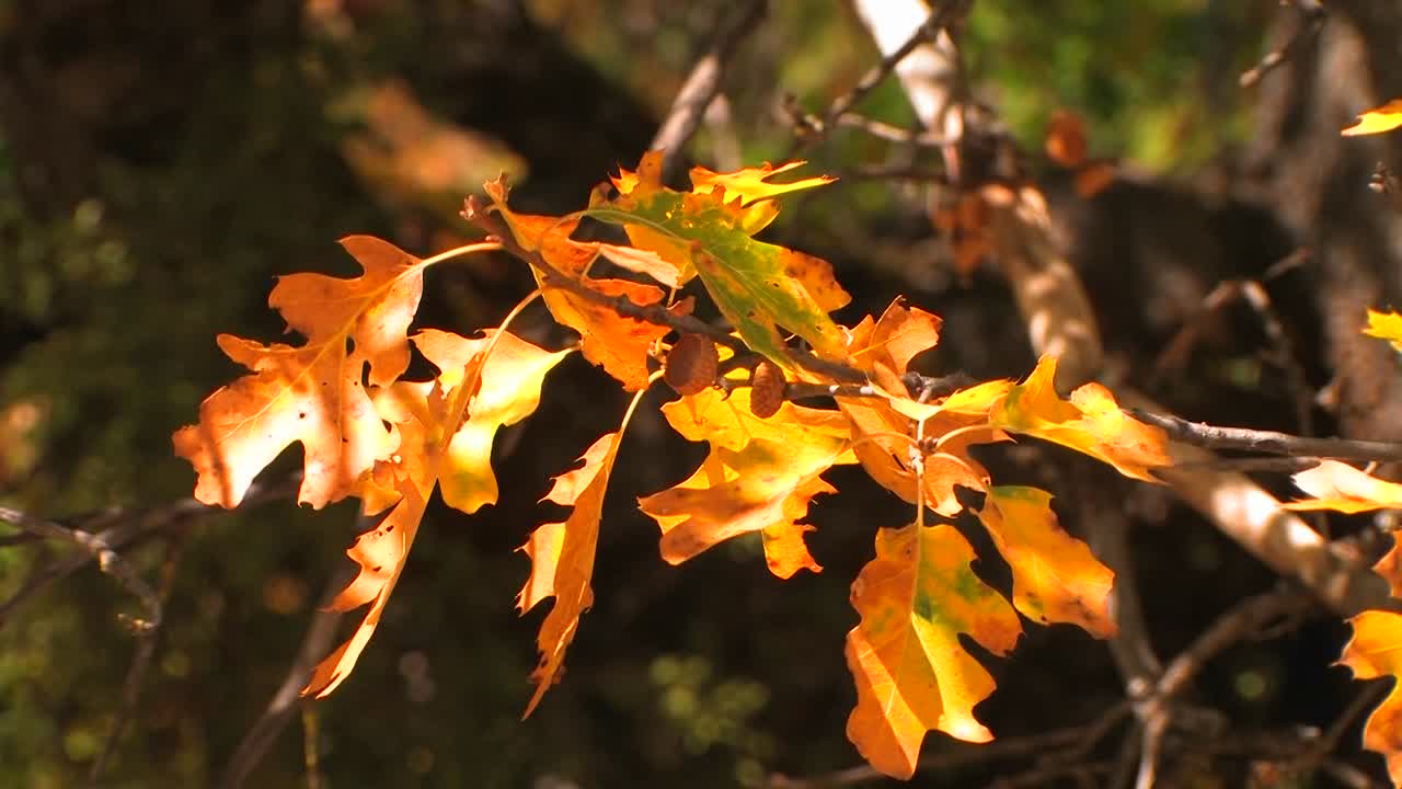떡갈나무의 가을 잎이 햇살에 빛난다
