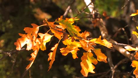 las hojas de otoño de un roble brillan al sol