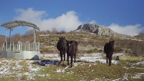 Varios-Caballos-Losino-Corriendo-Hacia-La-Cámara-En-Un-Paisaje-Nevado