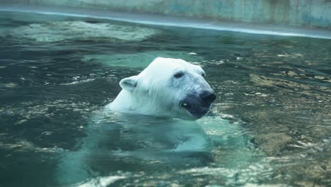 adult polar bear polar bear eating some fish that was thrown near him