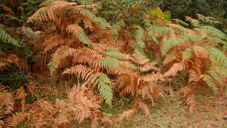 Plano-Medio-De-Helechos,-Helechos-Que-Mueren-En-Otoño-Y-Se-Vuelven-Marrones-En-El-Nuevo-Bosque.