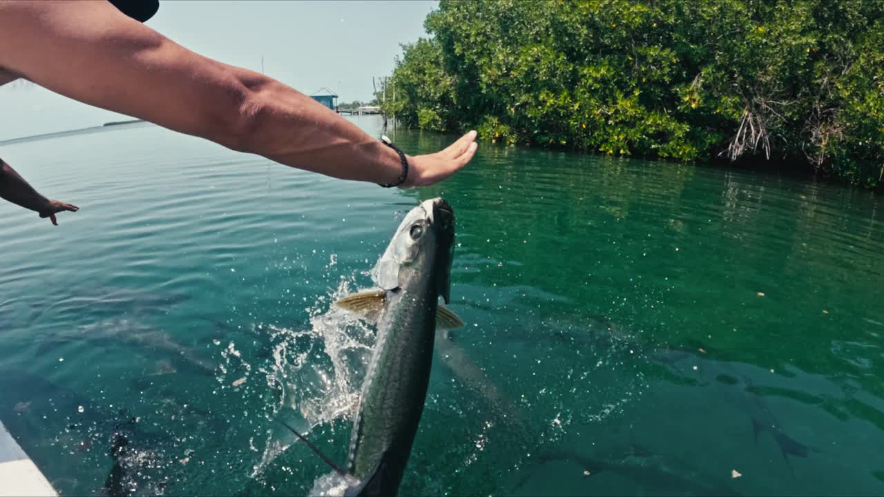 Slow motion tarpon fish, jumps out of water to snatch food from male ...