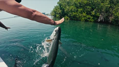 slow motion tarpon fish, jumps out of water to snatch food from male tourist in caye caulker belize